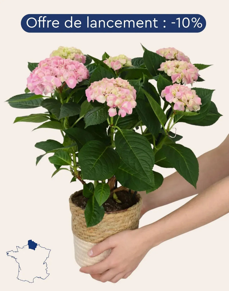 Hortensia rose