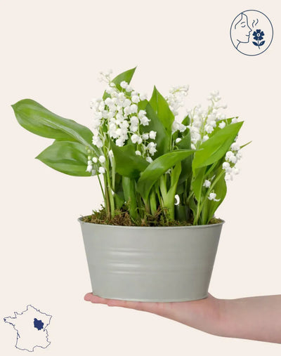 Muguet